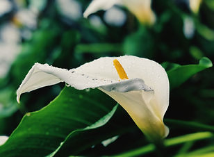 Image by John Bussell