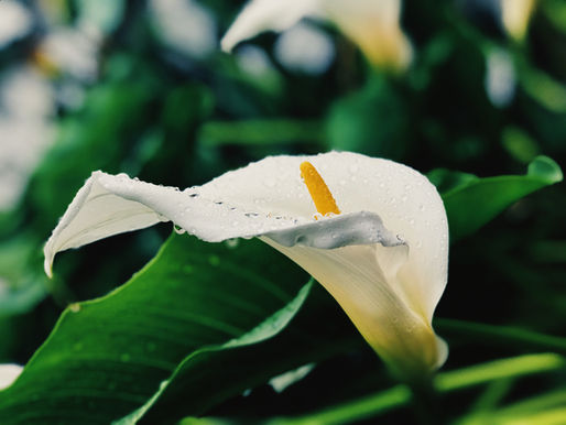 Lincent Animation Florale