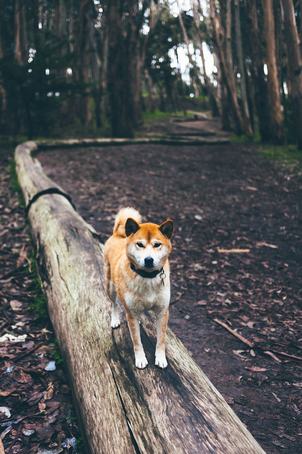 Akita inu u prirodi
