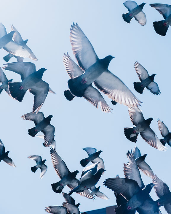 Pigeon Life cycle.