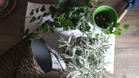 Repotting