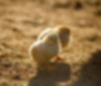 Image by Karim MANJRA