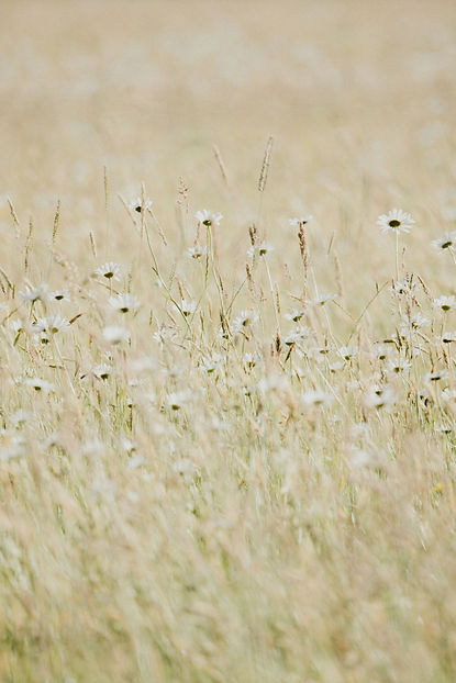 Image de Annie Spratt