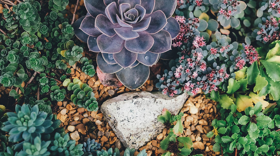 Image by Annie Spratt