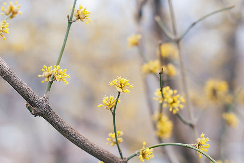 close up photo of small yellow flowers sprouting from a branch