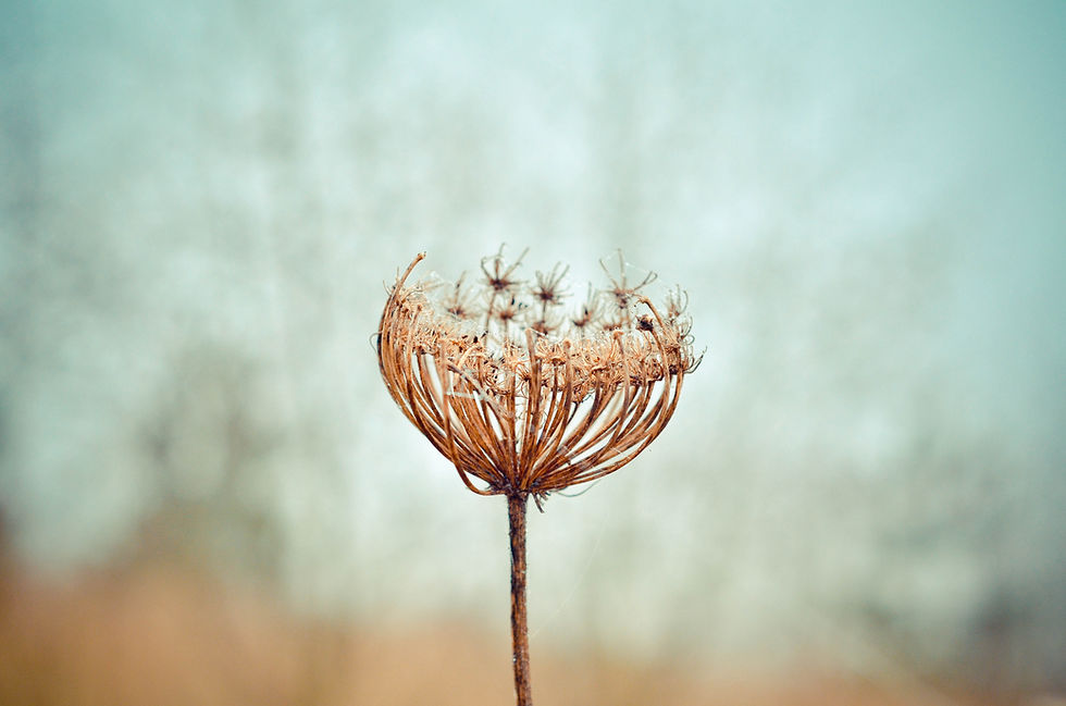 Thistle head