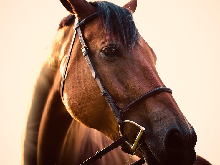 Image by Danny Gallegos