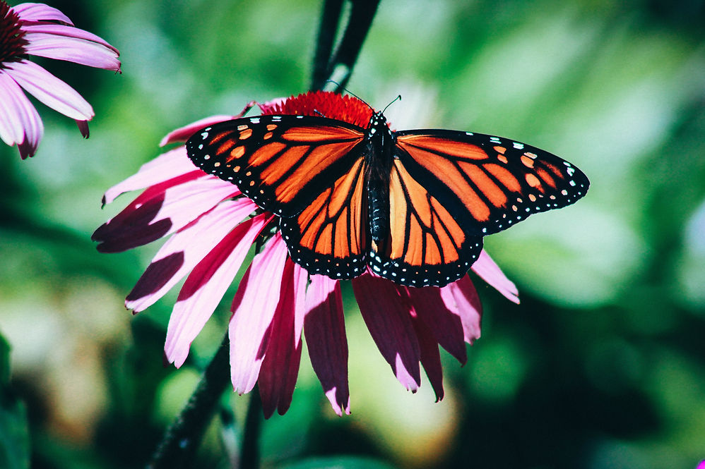 Image by Erin Minuskin