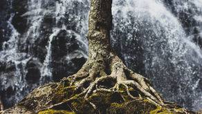 Growing strong amidst the forces of change