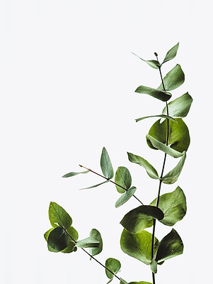 Image by Annie Spratt