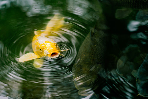 Image by Diego Guzmán