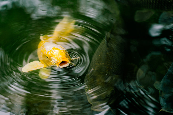 Image by Diego Guzmán