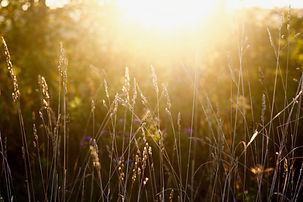 Image by Nikhita Singhal