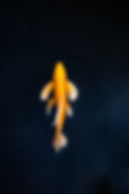 Image by Max Ducourneau