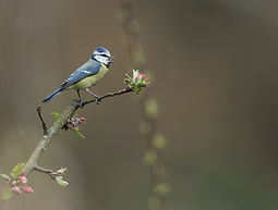Image by Hans Veth