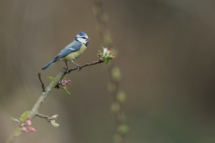 Wild Makeover Tip: January