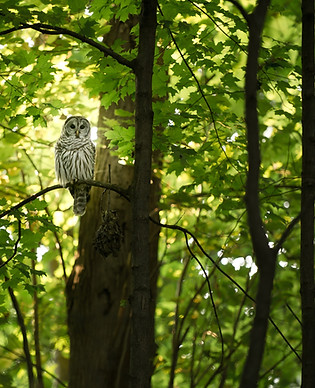 Image by Tina Rataj-Berard