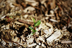 bulk mulch quote boyertown pa