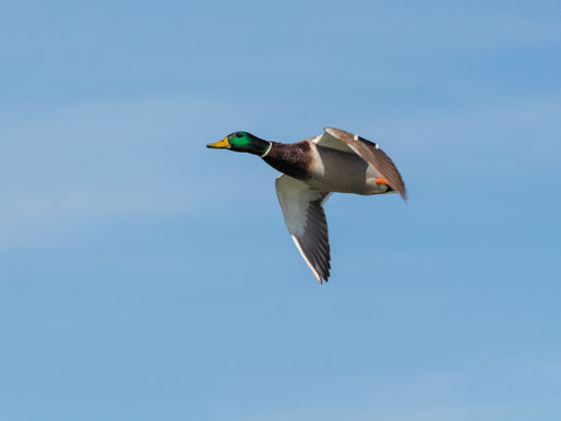 Youth Waterfowl and Pheasant Weekend approaches
