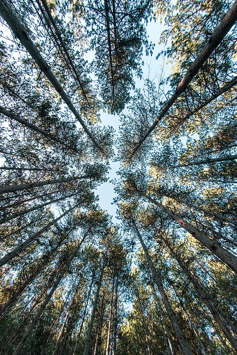 Image by DaYsO