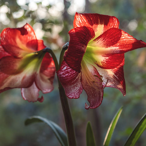 How To Grow and Care for Amaryllis Bulbs
