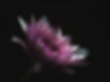 Image de Carlos Quintero