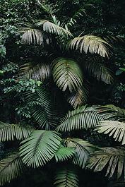 Amazonas