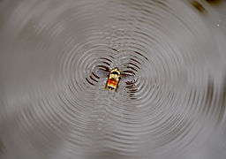 Image by Mike Lewinski