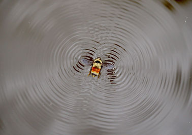 Image by Mike Lewinski