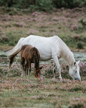 Image by Annie Spratt