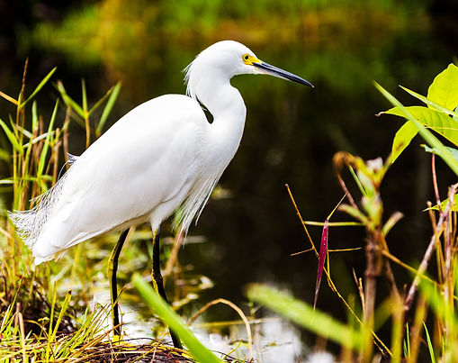 Everglades Foundation