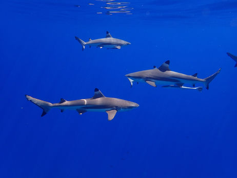 Shark Attacks in Cancun (2025 Report)