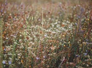 Image by Jasmin Schreiber
