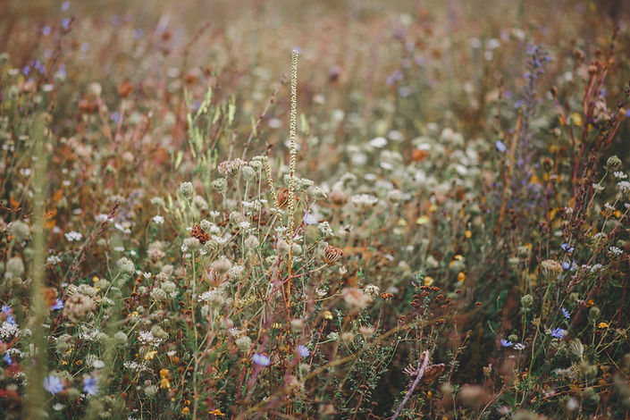 Image by Jasmin Schreiber