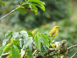Image by Luis Alfredo Gutierrez Leiva