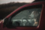 dog sitting in car seat