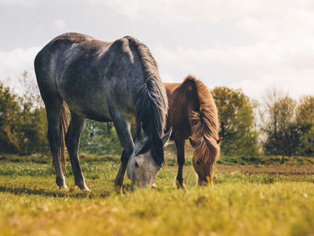 Harnessing Equine Empathy: Rewiring Your Stress Response Through Horse-Human Connection