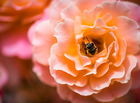 Image by Diana Măceşanu