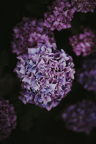 Image by Annie Spratt