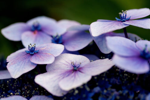 Image by Nikhita Singhal