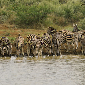 2-day Serengeti & Ngorongoro Crater safari from Zanzibar fly-in experience