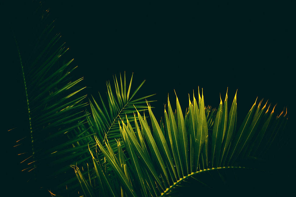 Image by Magnus Lunay