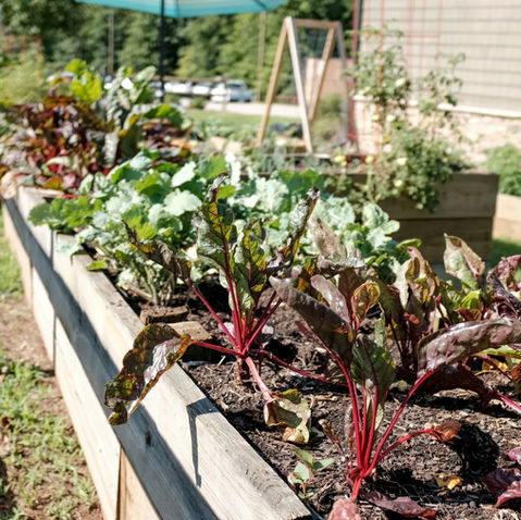 Keeping Your Garden Alive During the Hottest Months of the Year