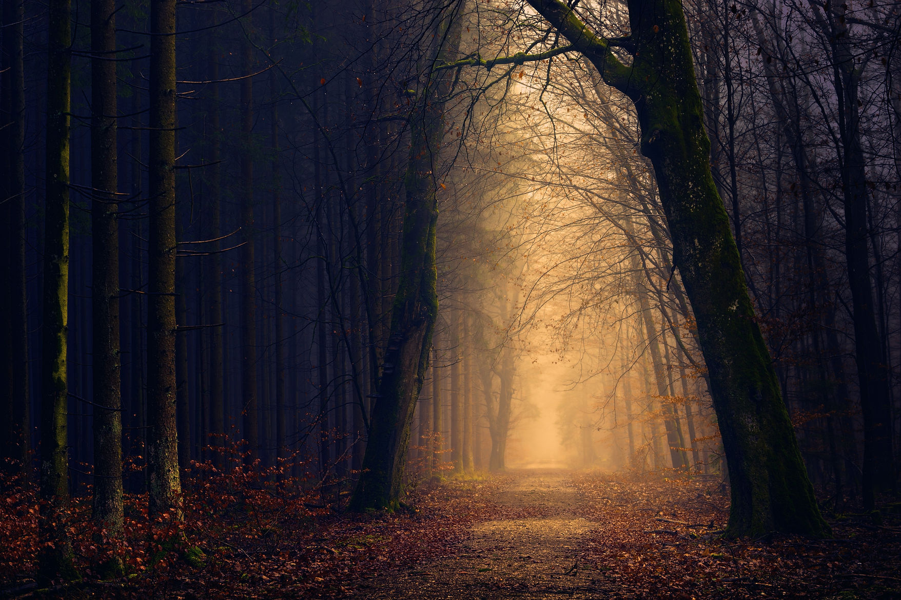 Image by Johannes Plenio