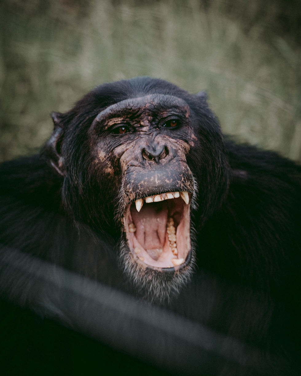 Image by mwangi gatheca