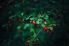 Image by Alexey O