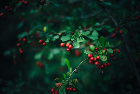 Image by Alexey O