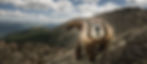 Mongolian marmot in the mountain range