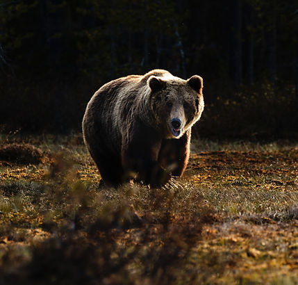 Image by Zdeněk Macháček