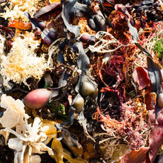 Algae as a Sustainable Fiber Source: A New Frontier in the Textile Industry